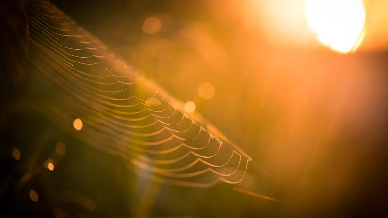 Spiderweb in Sunlight — Orange