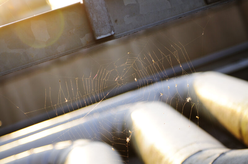 spiderweb in sunlight