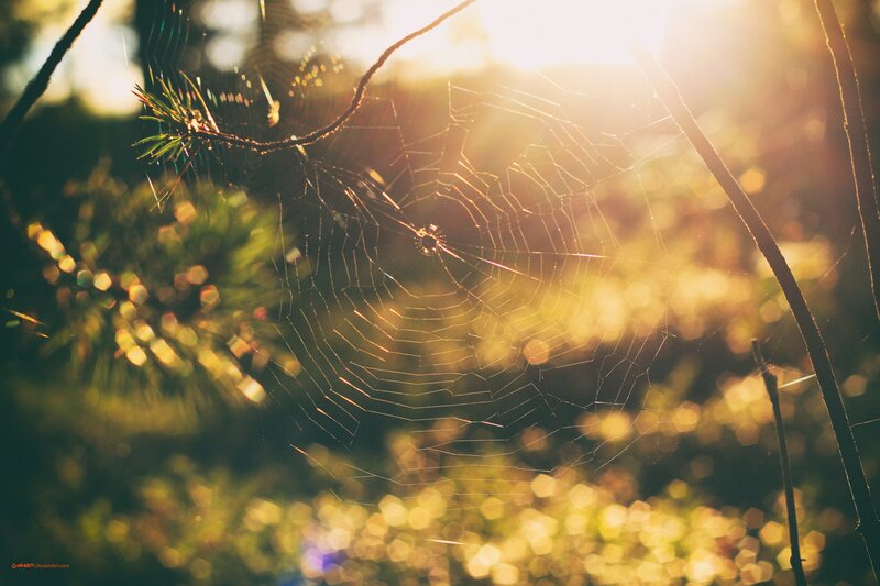 Spiderweb in Sunlight — Yellow