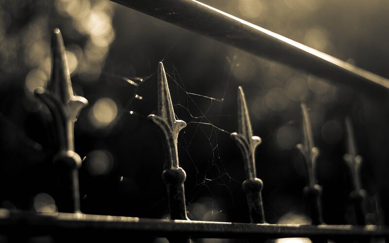 spiderweb on a metal fence