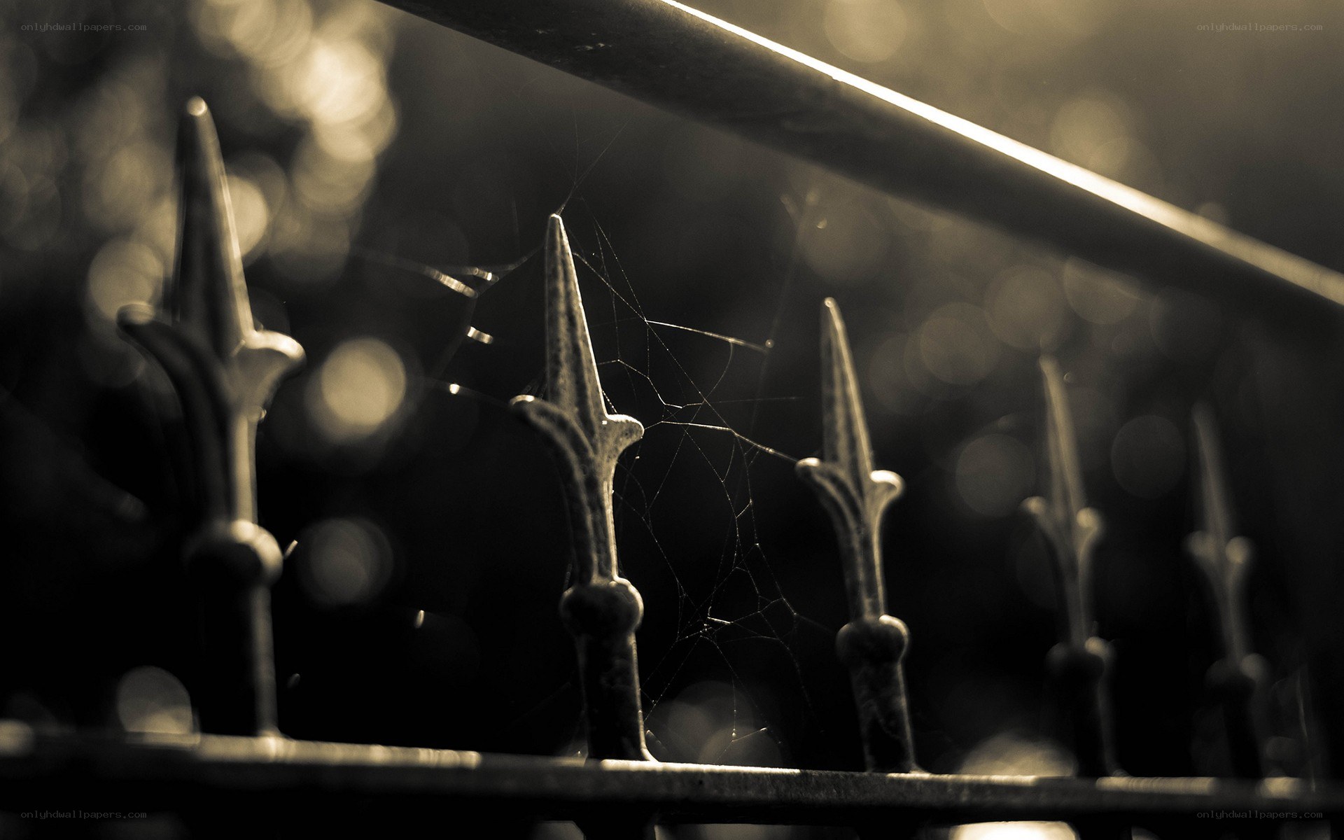 spiderweb on a metal fence