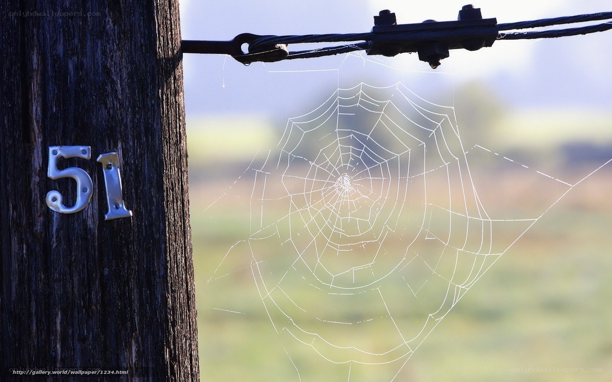 Spiderweb on a wooden post