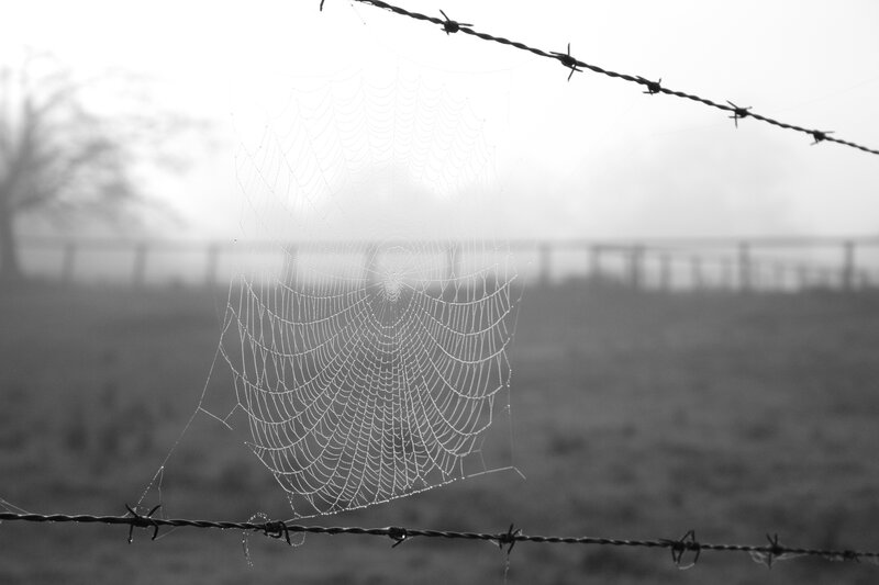 Spiderweb on Barbed Wire — Black