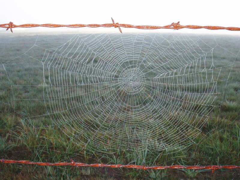 Spiderweb on Barbed Wire — Green