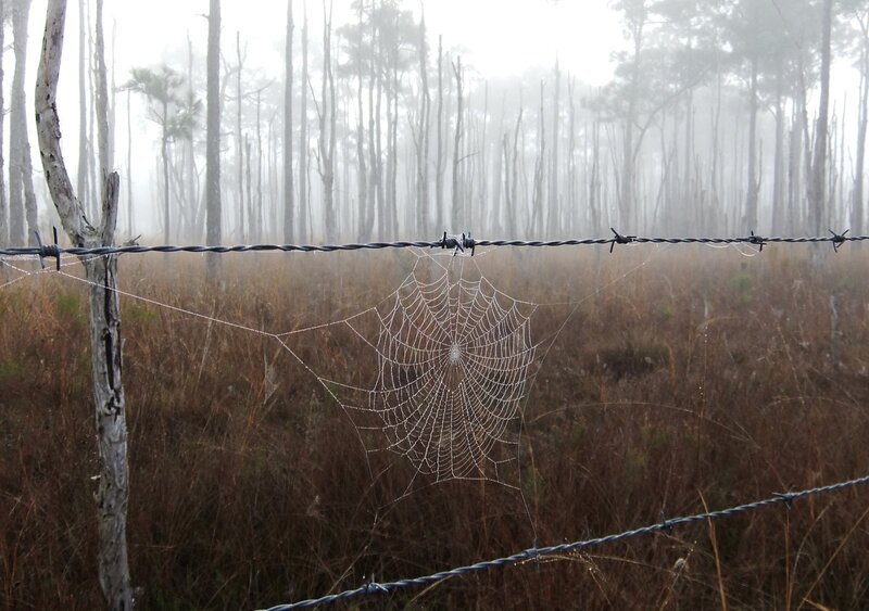Spiderweb on Barbed Wire