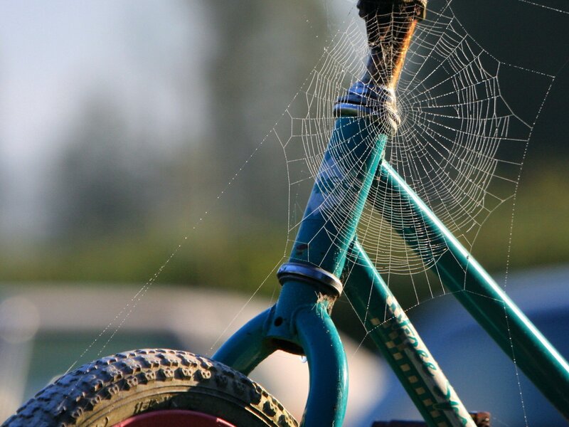 Spiderweb on bicycle frame