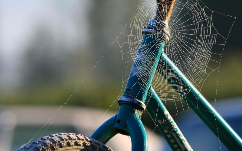 Spiderweb on bicycle frame