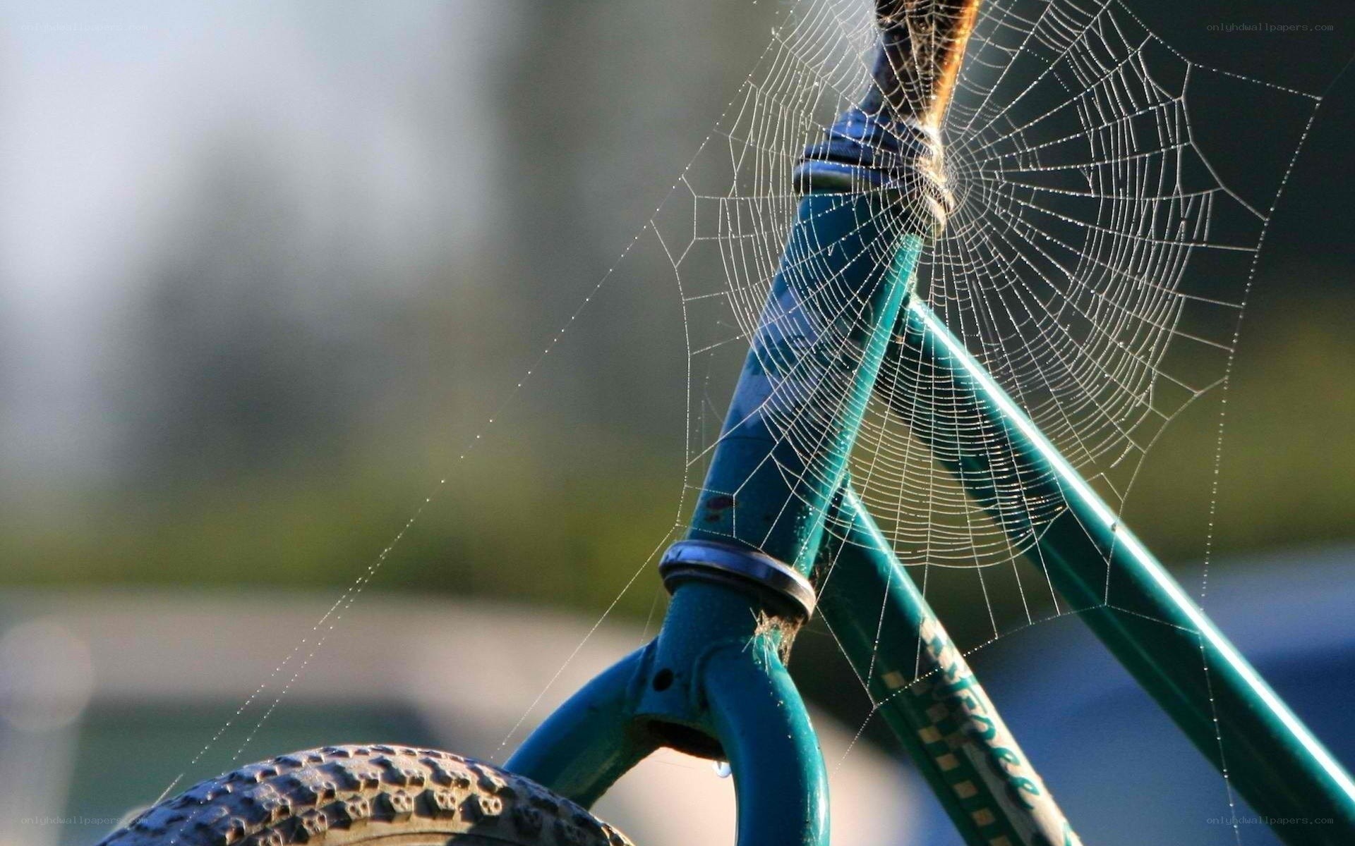 Spiderweb on bicycle frame