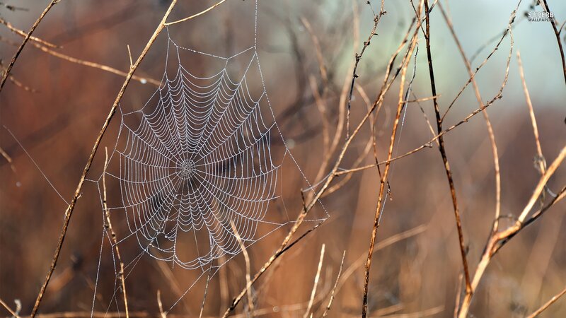 Spiderweb on Branches — Brown