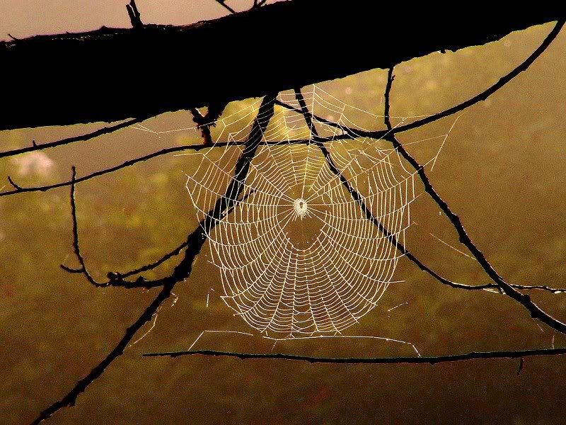 Spiderweb on Branches