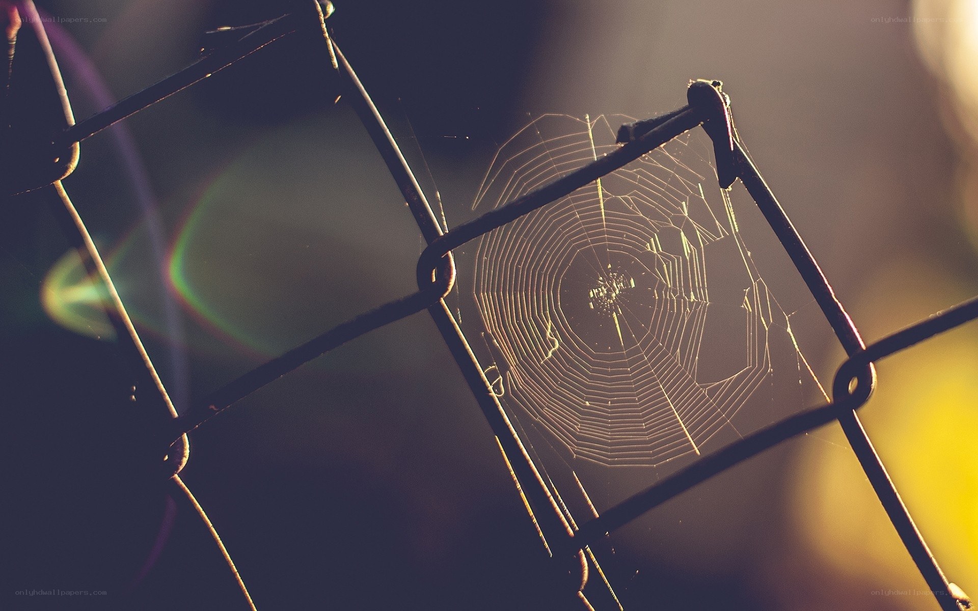 spiderweb on chain-link fence