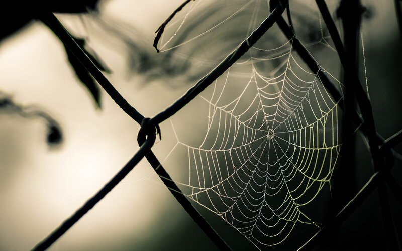 Spiderweb on Chain-link