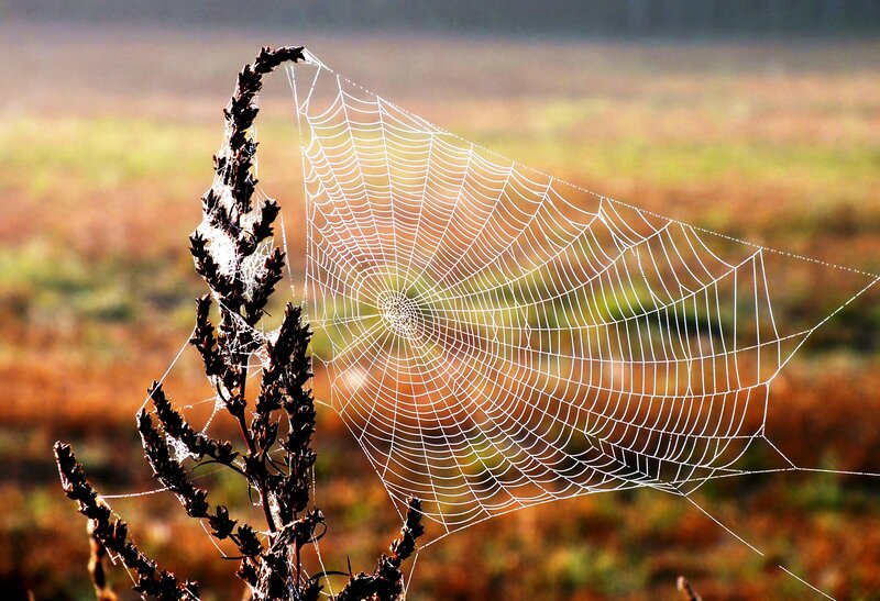 Spiderweb on Dried Plant