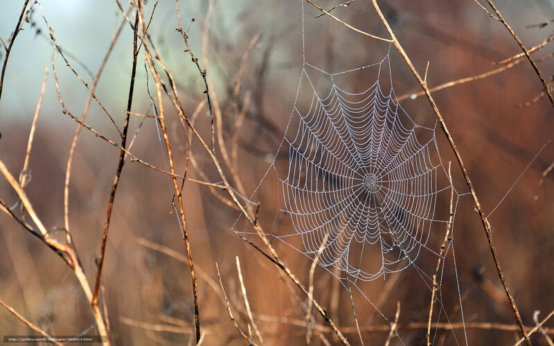 Spiderweb on Dry Branches