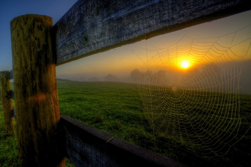 Spiderweb on Fence