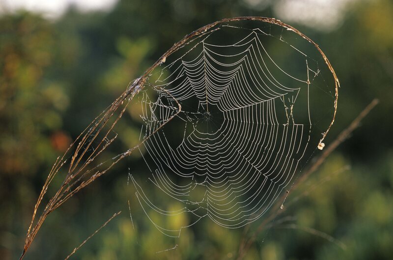 Spiderweb on Grass — Green, Serene, Morning, Photograph