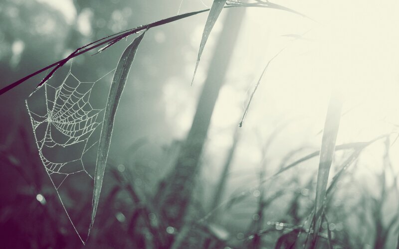 Spiderweb on Grass — Green, Serene, Morning