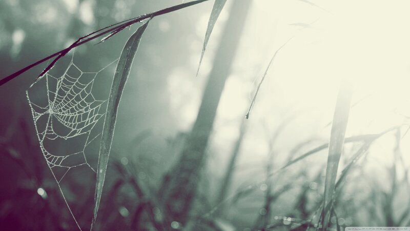 Spiderweb on Grass — Green, Serene