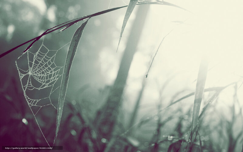 Spiderweb on Grass — Green