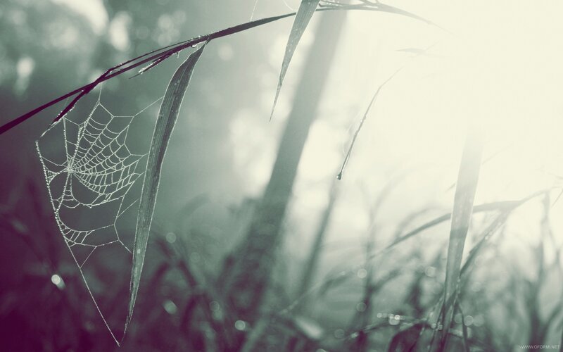 Spiderweb on Grass