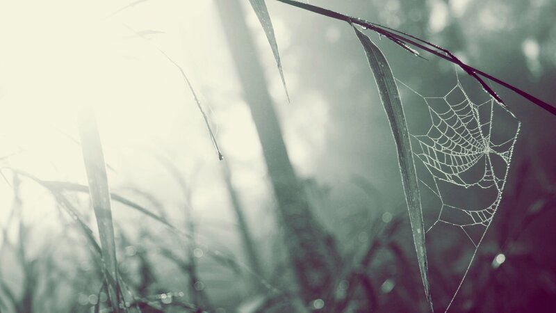 Spiderweb on Grass — White, Serene