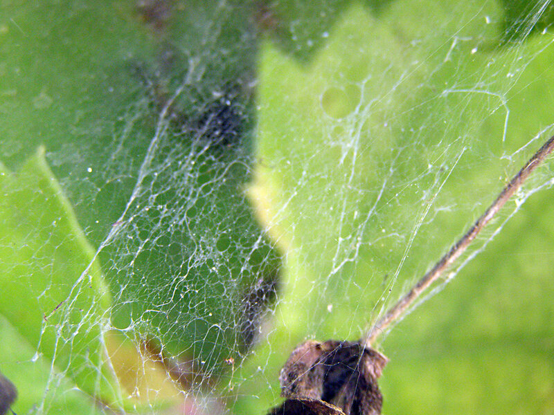 Spiderweb on Green Leaves — Natural