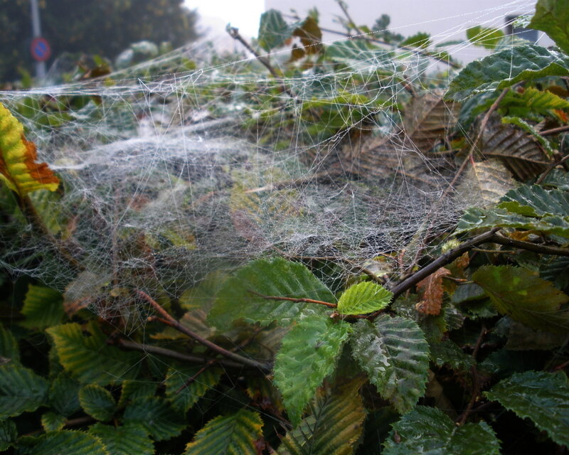 Spiderweb on Green Leaves