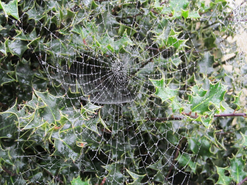 Spiderweb on Holly Leaves