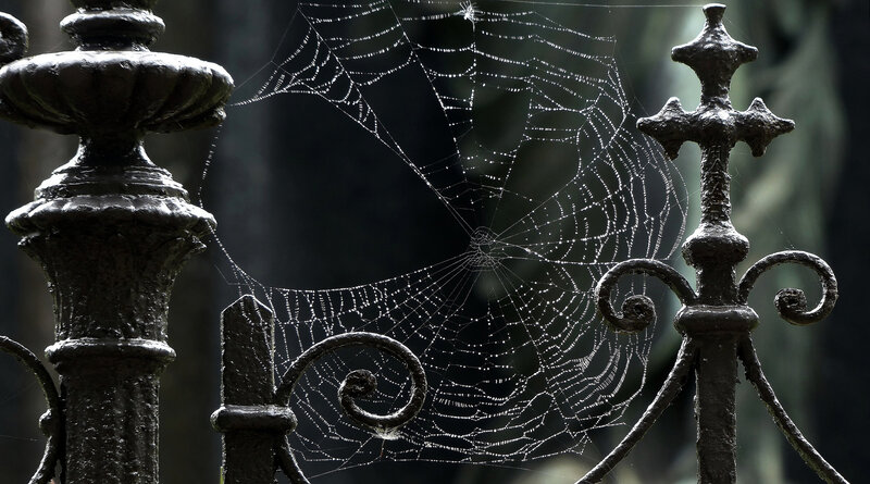 Spiderweb on Iron Fence