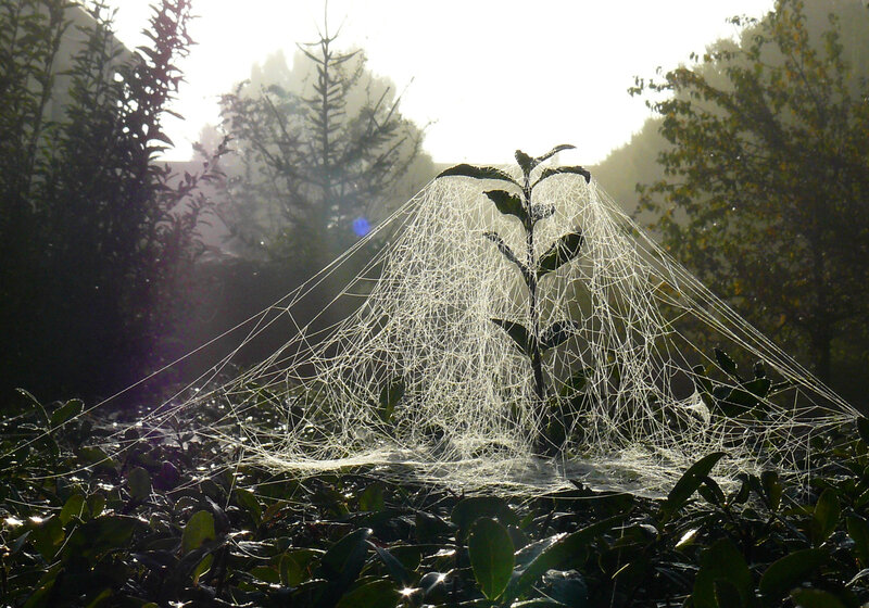 Spiderweb on Plant