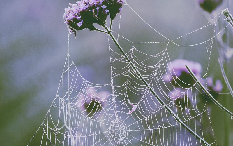 Spiderweb on Purple Flower