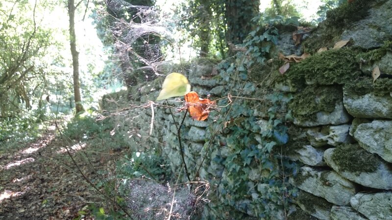 Spiderweb on Stone Wall