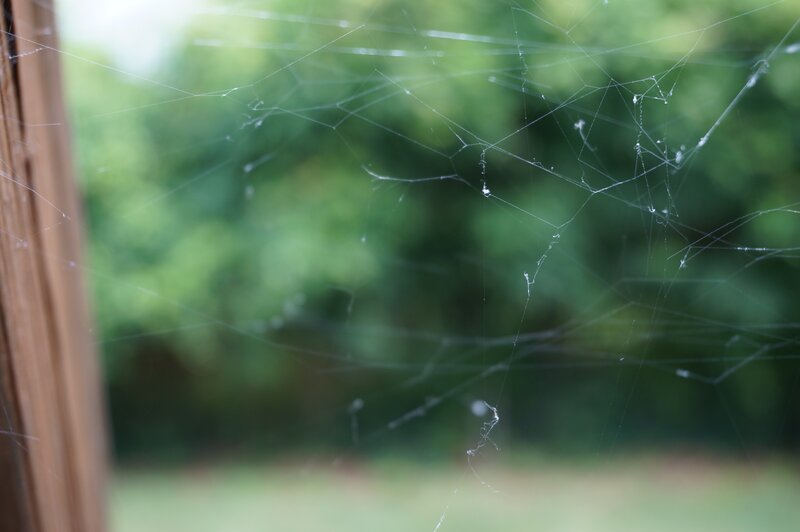 Spiderweb on Window