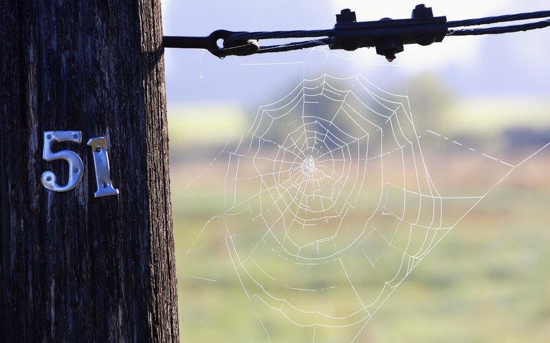 Spiderweb on Wooden Post