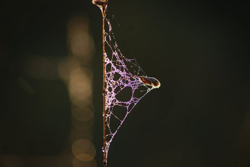 Spiderweb with Dew — Black