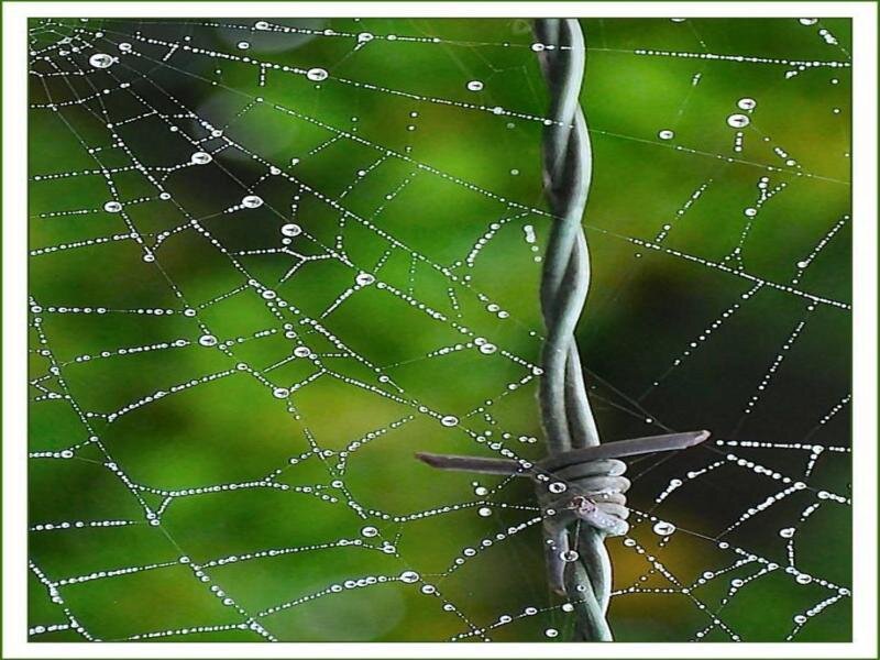 Spiderweb with dew drops