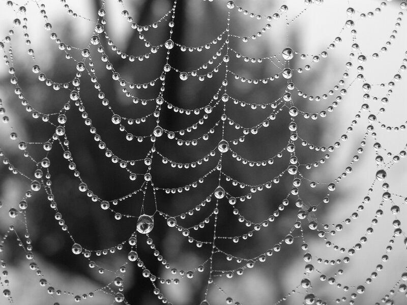 Spiderweb with Dew Drops — Black, Calm, Morning