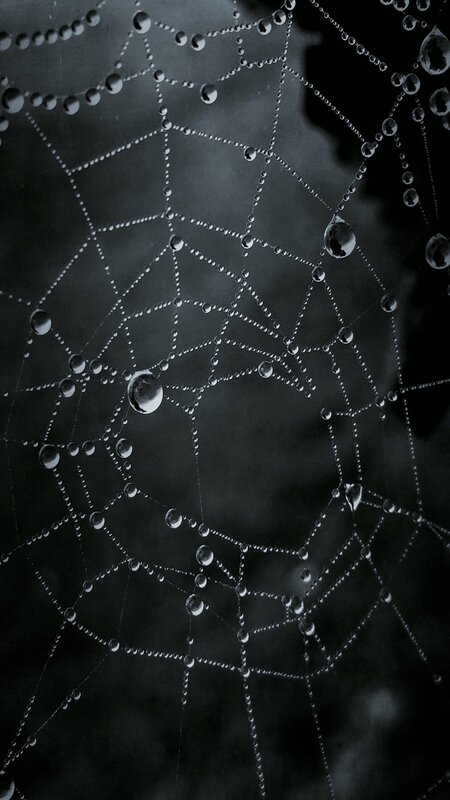 Spiderweb with Dew Drops — Black, Calm