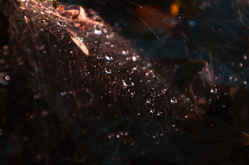 Spiderweb with Dew Drops — Black, Dark