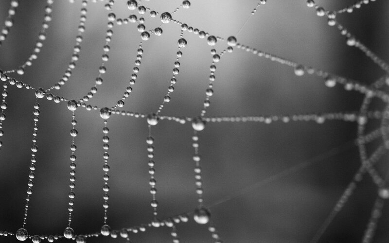 Spiderweb with Dew Drops — Black, Serene, Morning