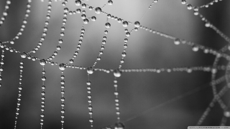 Spiderweb with Dew Drops — Black, Serene