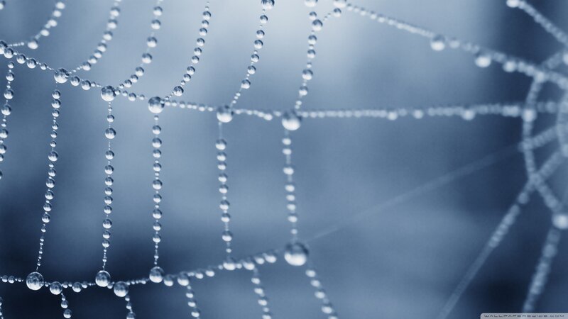 Spiderweb with Dew Drops — Blue, Serene, Morning, Photograph, Cobweb, Blue Light