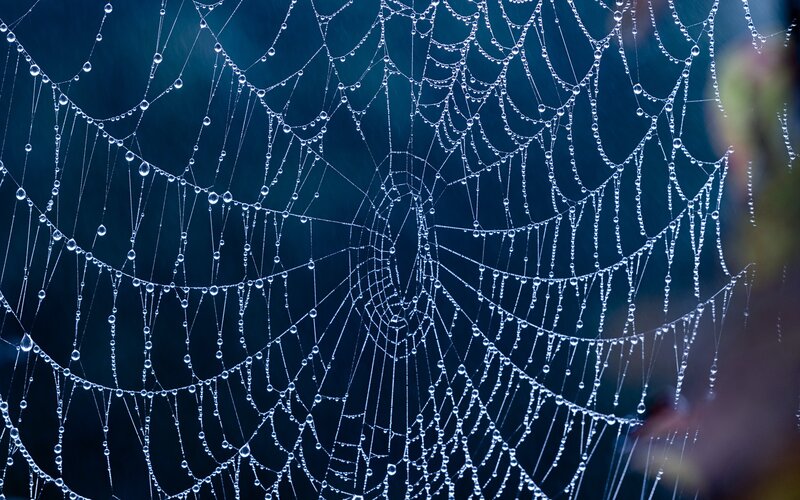 Spiderweb with Dew Drops — Blue, Serene, Morning, Photograph, Cobweb, Dark Background