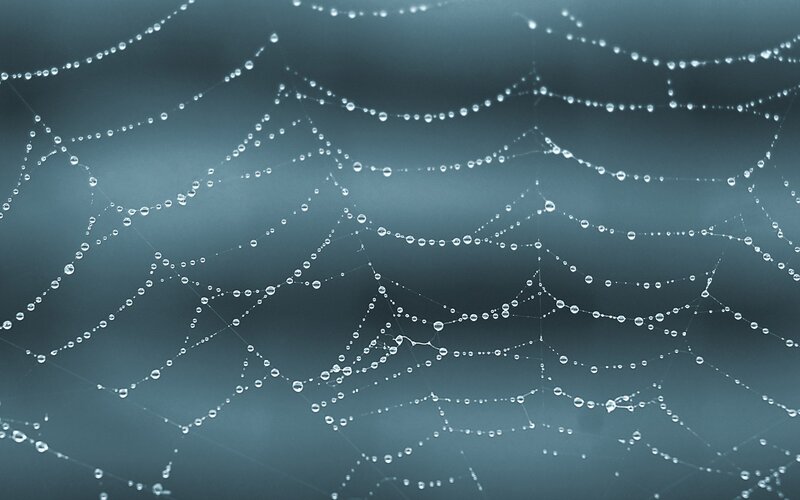 Spiderweb with Dew Drops — Blue, Serene, Morning, Photograph, Cobweb