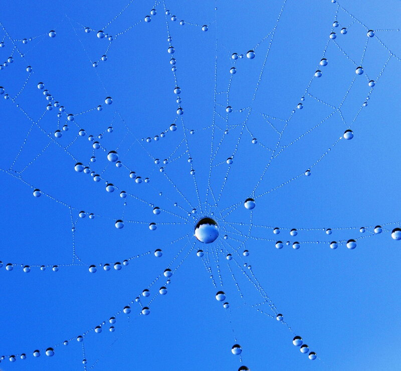 Spiderweb with Dew Drops — Blue, Serene, Morning, Photograph, Dew Drops, Blue Sky