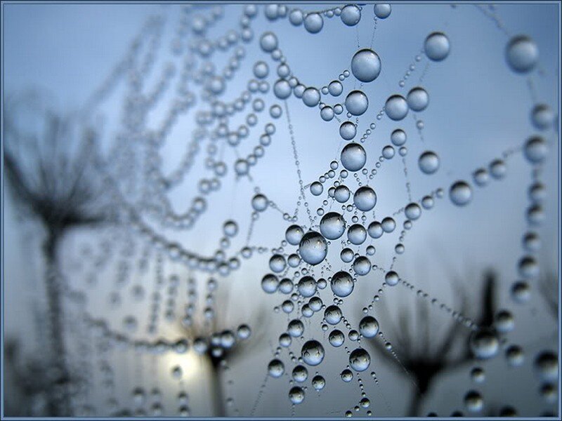 Spiderweb with Dew Drops — Blue, Serene, Morning
