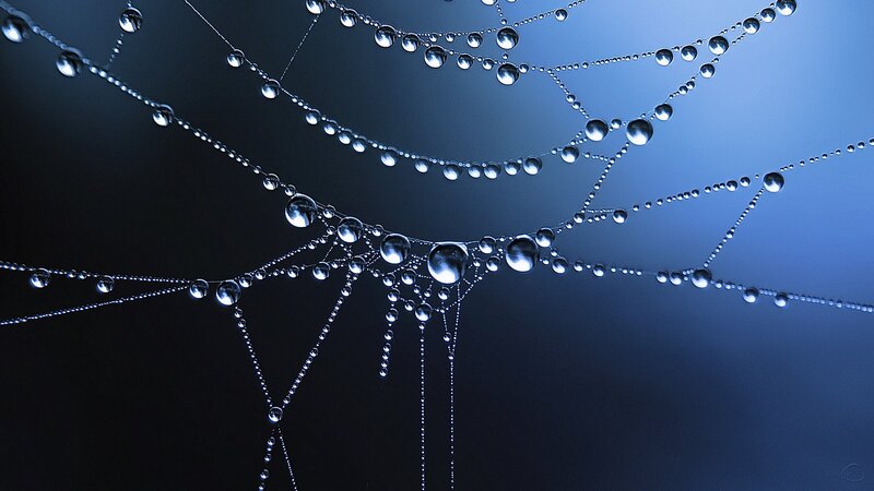 Spiderweb with Dew Drops — Blue, Serene, Night, Photograph, Cobweb, Blue Light, Black