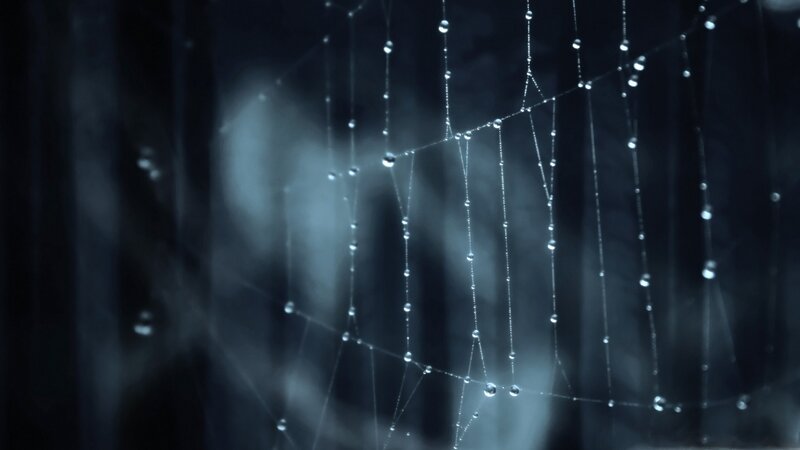 Spiderweb with Dew Drops — Blue, Serene, Night, Photograph, Cobweb