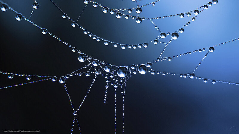 Spiderweb with Dew Drops — Blue, Serene, Night, Photograph, Threads
