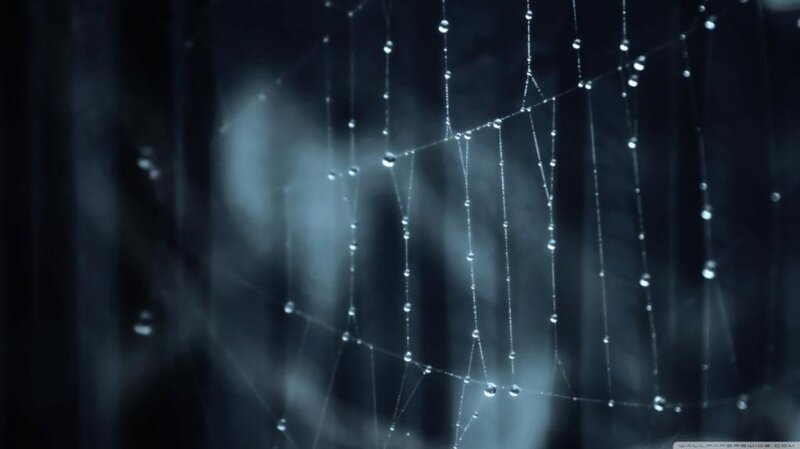 Spiderweb with Dew Drops — Blue, Serene, Night, Photograph